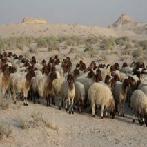 گوسفند زنده